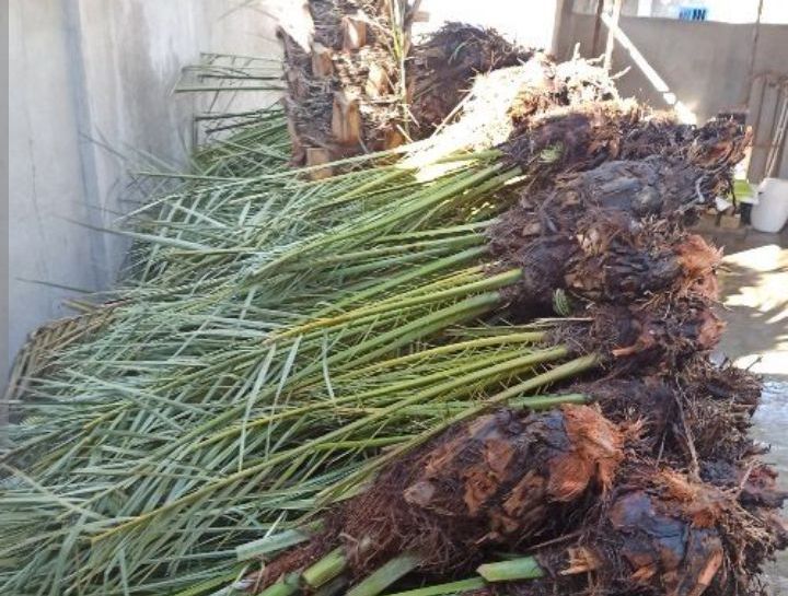نهال نخل خاصویی