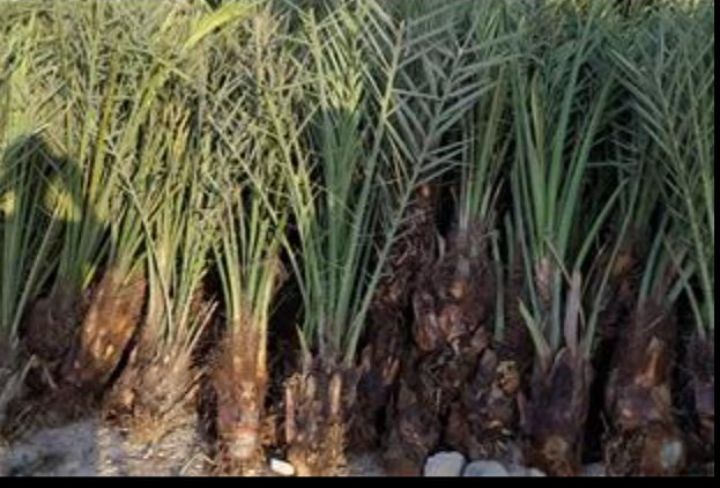 نهال خرمای مجول یکساله