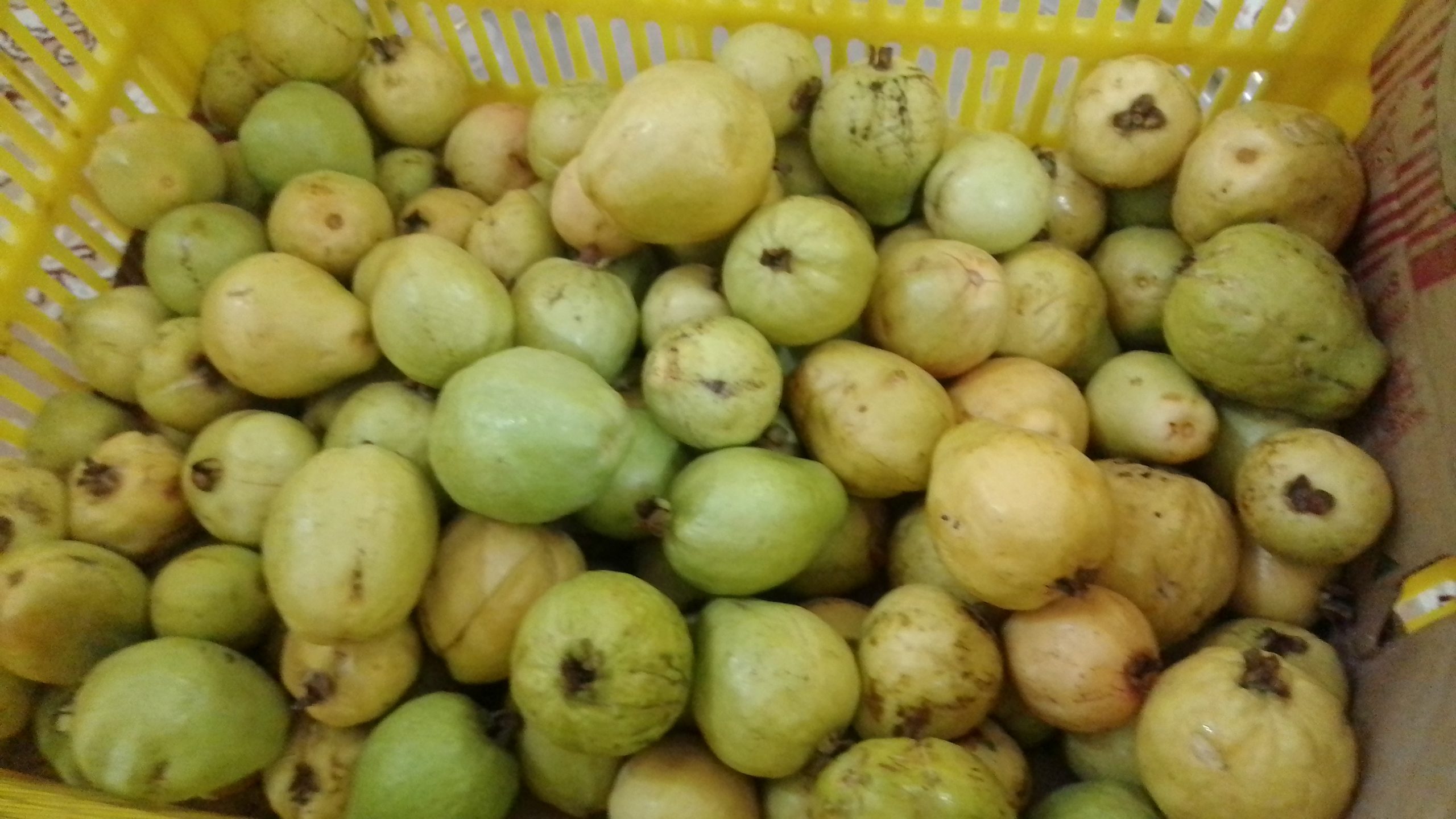 میوه گواوا یا زیتون محلی