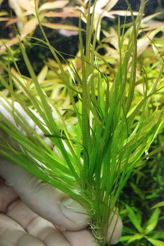 گیاه آبزی آکواریوم پلنت بکسیا جاپونیکا Blyxa japonica