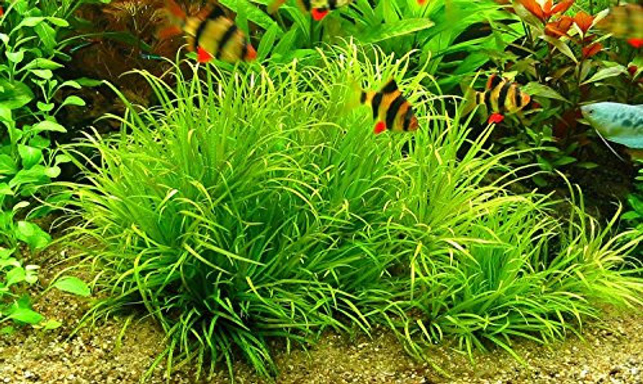 گیاه آبزی آکواریوم پلنت بکسیا جاپونیکا Blyxa japonica