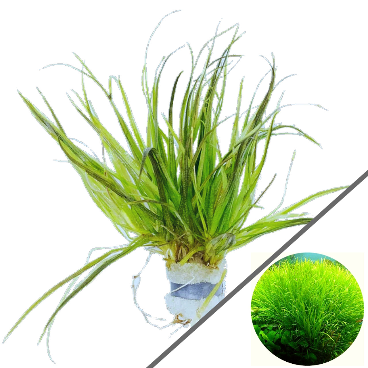 گیاه آبزی آکواریوم پلنت بکسیا جاپونیکا Blyxa japonica