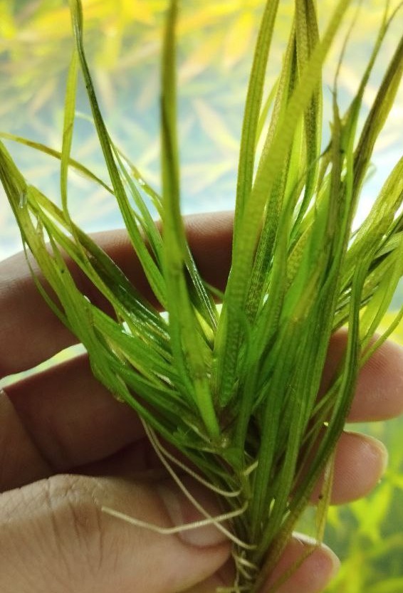گیاه آبزی آکواریوم پلنت بکسیا جاپونیکا Blyxa japonica