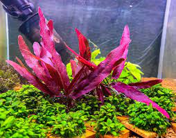گیاه آبزی آکواریوم پلنت بارکلایا قرمز Barclaya longifolia Red