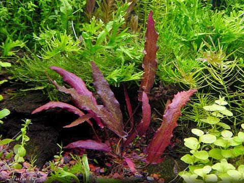 گیاه آبزی آکواریوم پلنت بارکلایا قرمز Barclaya longifolia Red