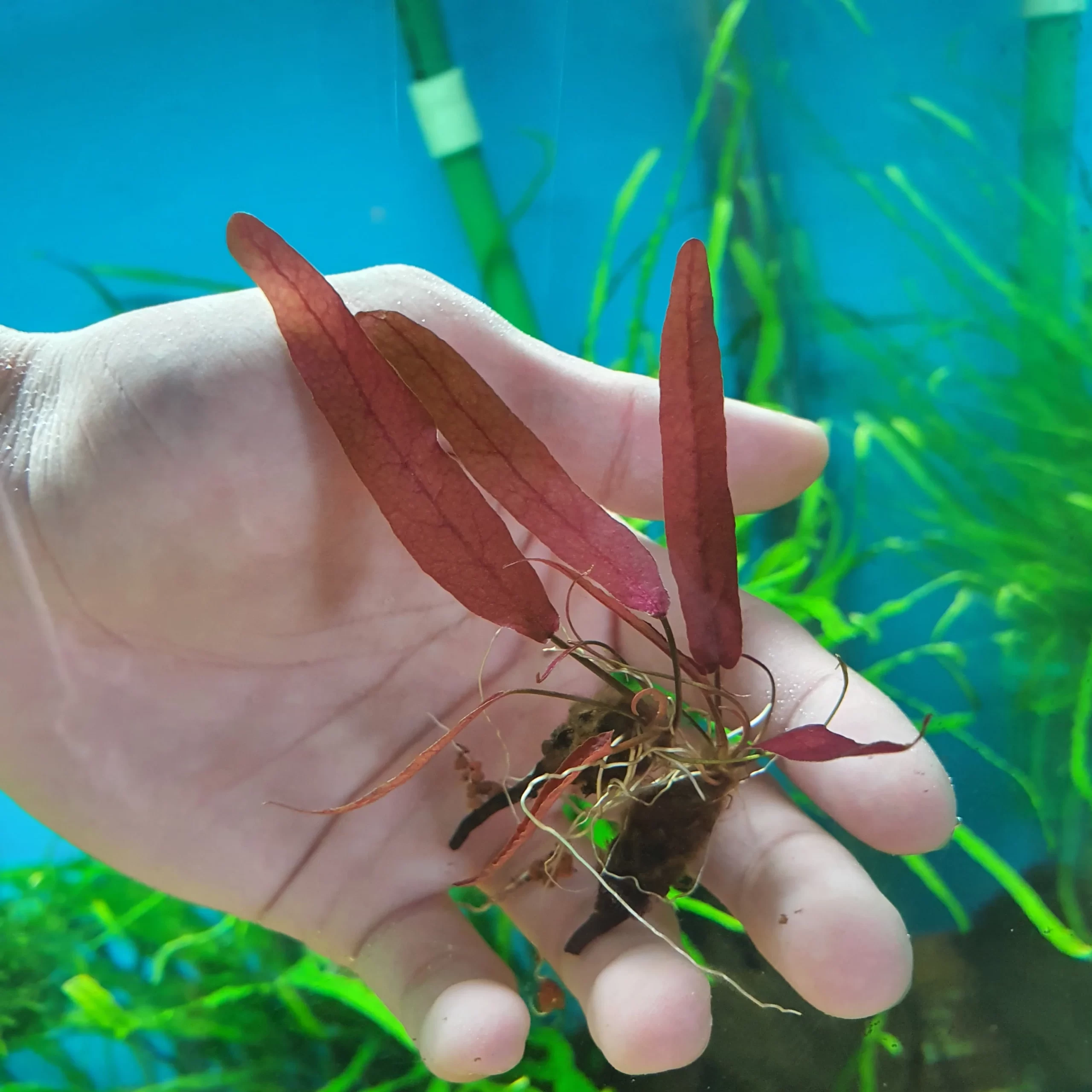 گیاه آبزی آکواریوم پلنت بارکلایا قرمز Barclaya longifolia Red