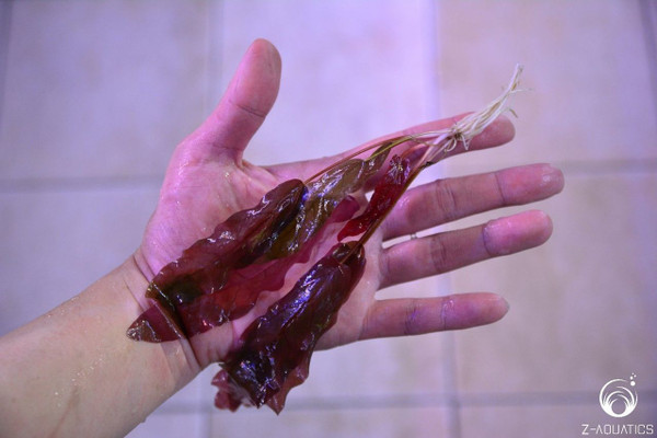 گیاه آبزی آکواریوم پلنت بارکلایا قرمز Barclaya longifolia Red
