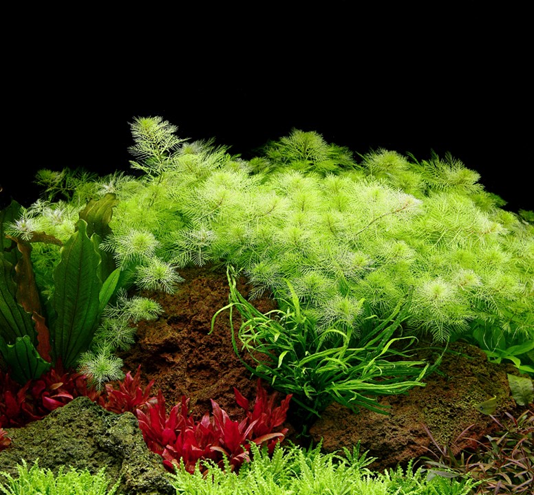 گیاه آبزی آکواریوم پلنت مریفلیوم ماتوگروسنس Myriophyllum mattogrossense(پک 4 شاخه)