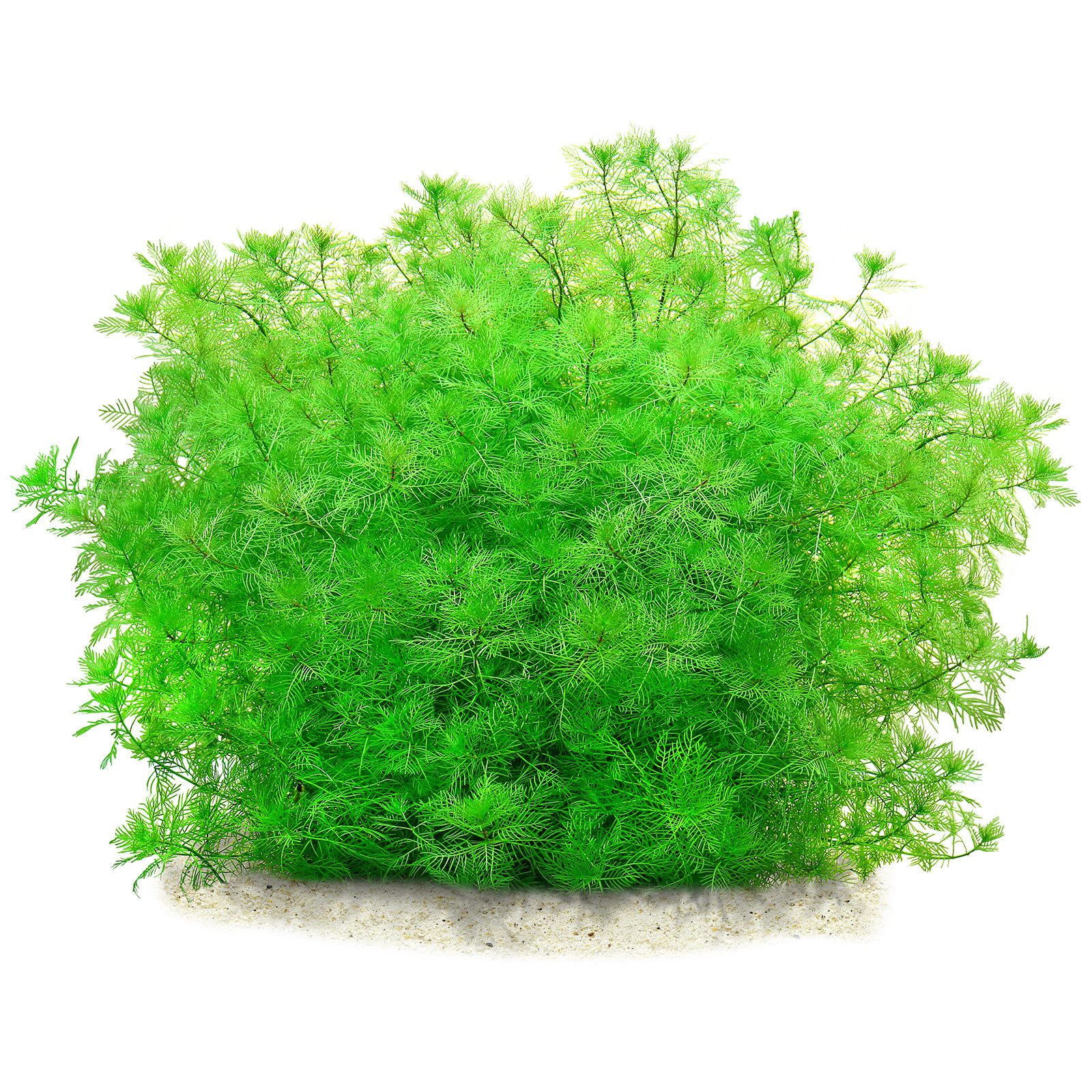 گیاه آبزی آکواریوم پلنت مریفلیوم ماتوگروسنس Myriophyllum mattogrossense(پک 4 شاخه)