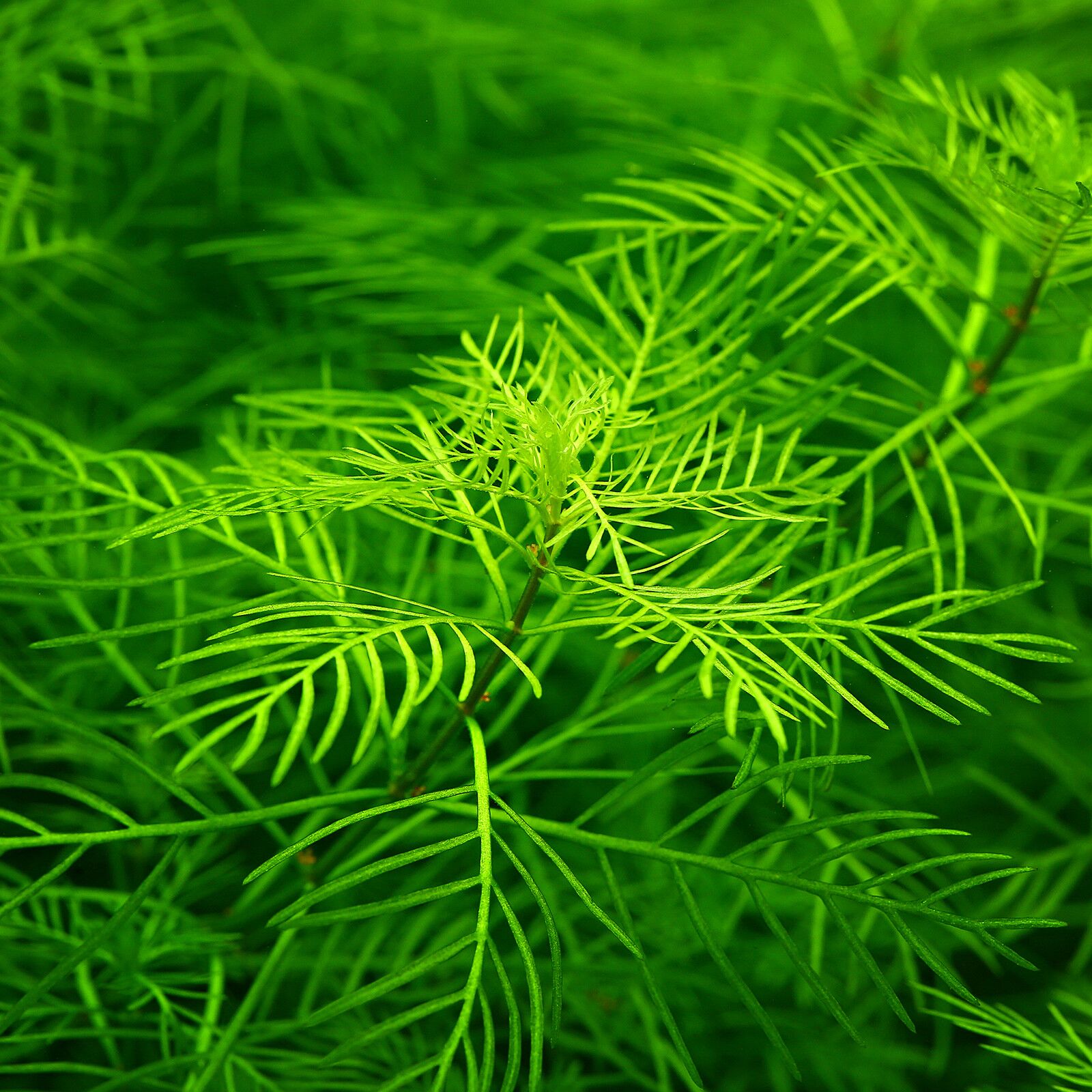 گیاه آبزی آکواریوم پلنت مریفلیوم ماتوگروسنس Myriophyllum mattogrossense(پک 4 شاخه)