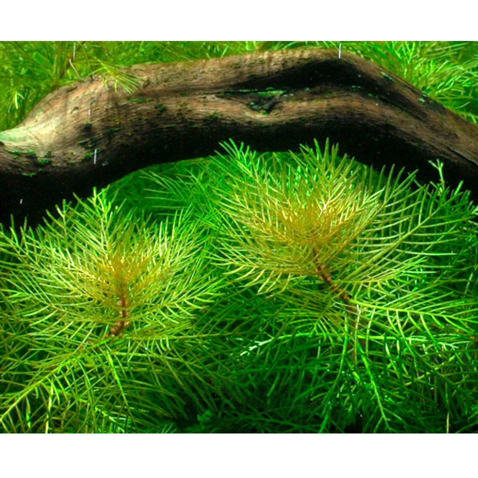 گیاه آبزی آکواریوم پلنت مریفلیوم ماتوگروسنس Myriophyllum mattogrossense(پک 4 شاخه)