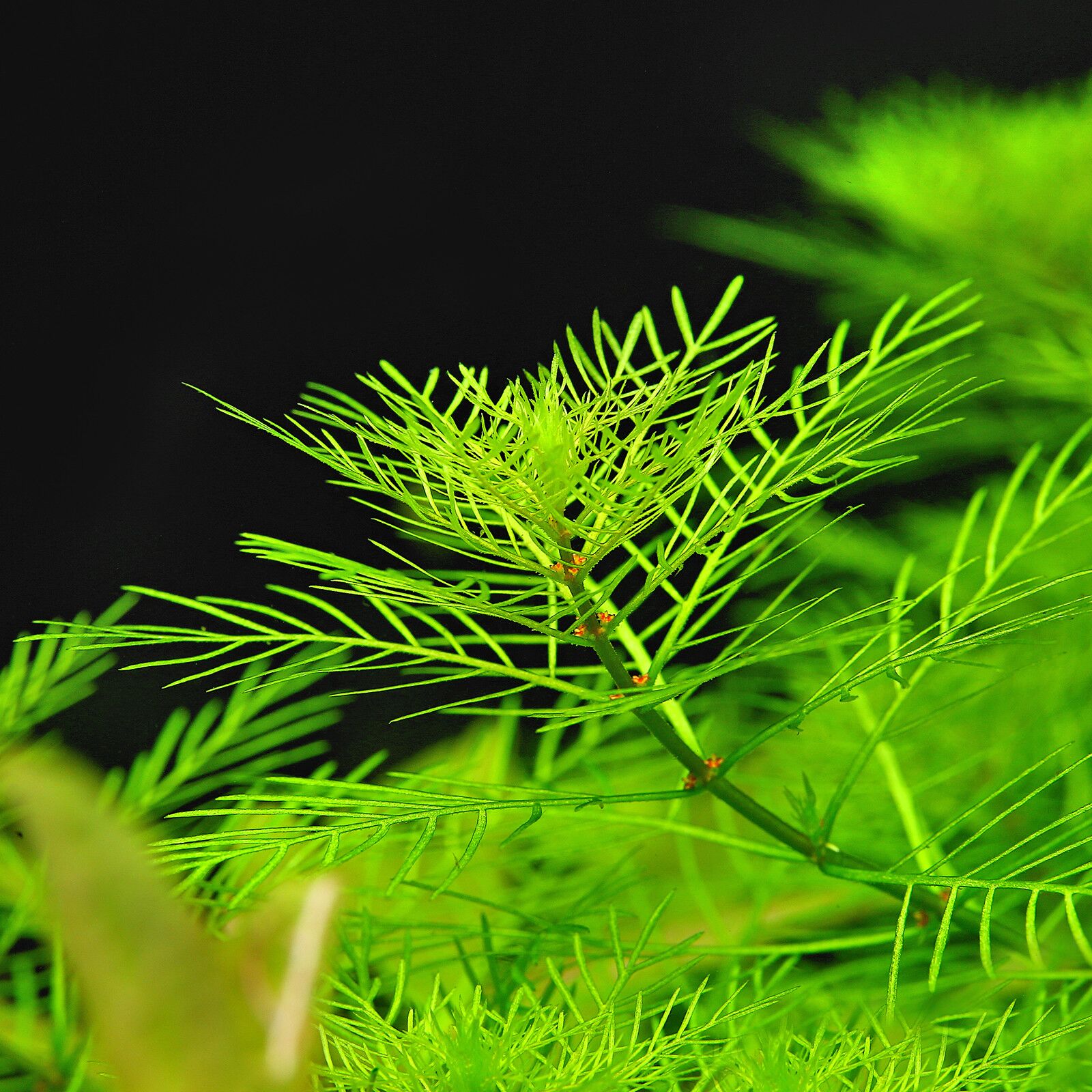 گیاه آبزی آکواریوم پلنت مریفلیوم ماتوگروسنس Myriophyllum mattogrossense(پک 4 شاخه)