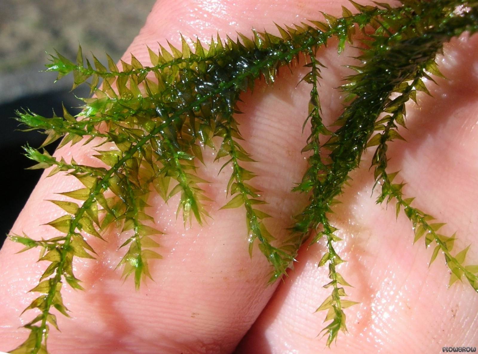 گیاه آبزی آکواریوم پلنت خزه ریپاریوم Leptodictyum riparium