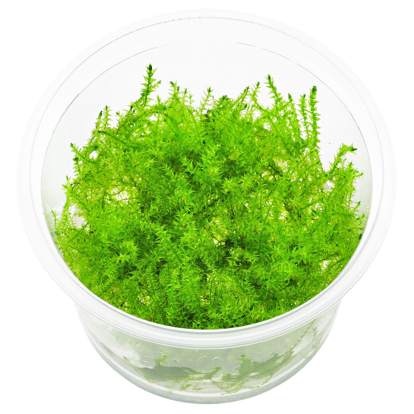 گیاه آبزی آکواریوم پلنت خزه ریپاریوم Leptodictyum riparium