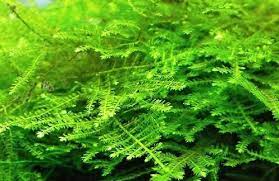 گیاه آبزی آکواریوم پلنت خزه  کریسمس Christmas Moss
