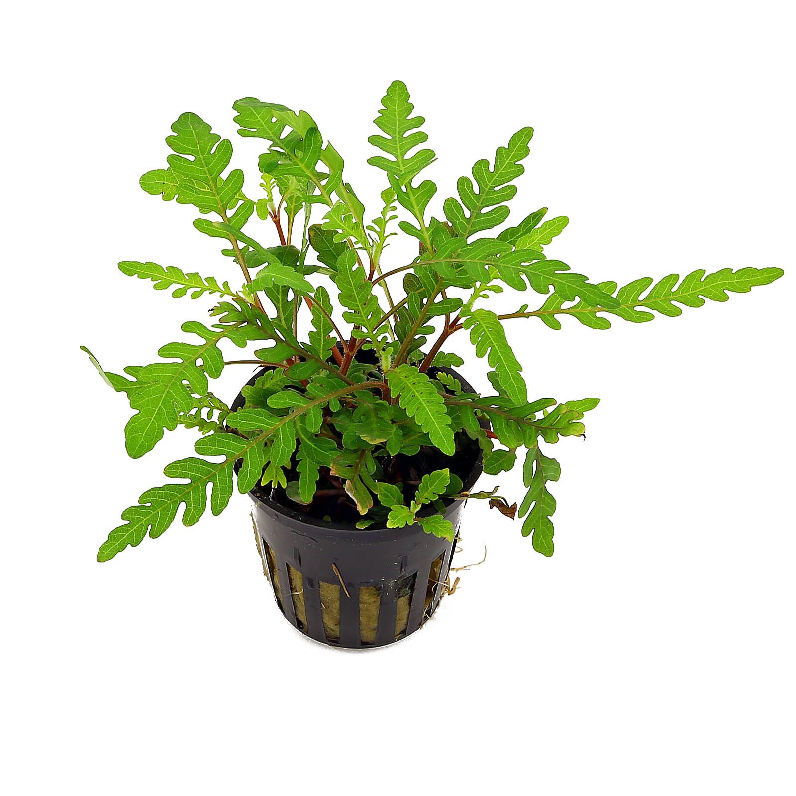 گیاه آبزی آکواریوم پلنت هیگروفلیا پیناتیفیدا Hygrophila Pinnatifida(پک 3 شاخه)