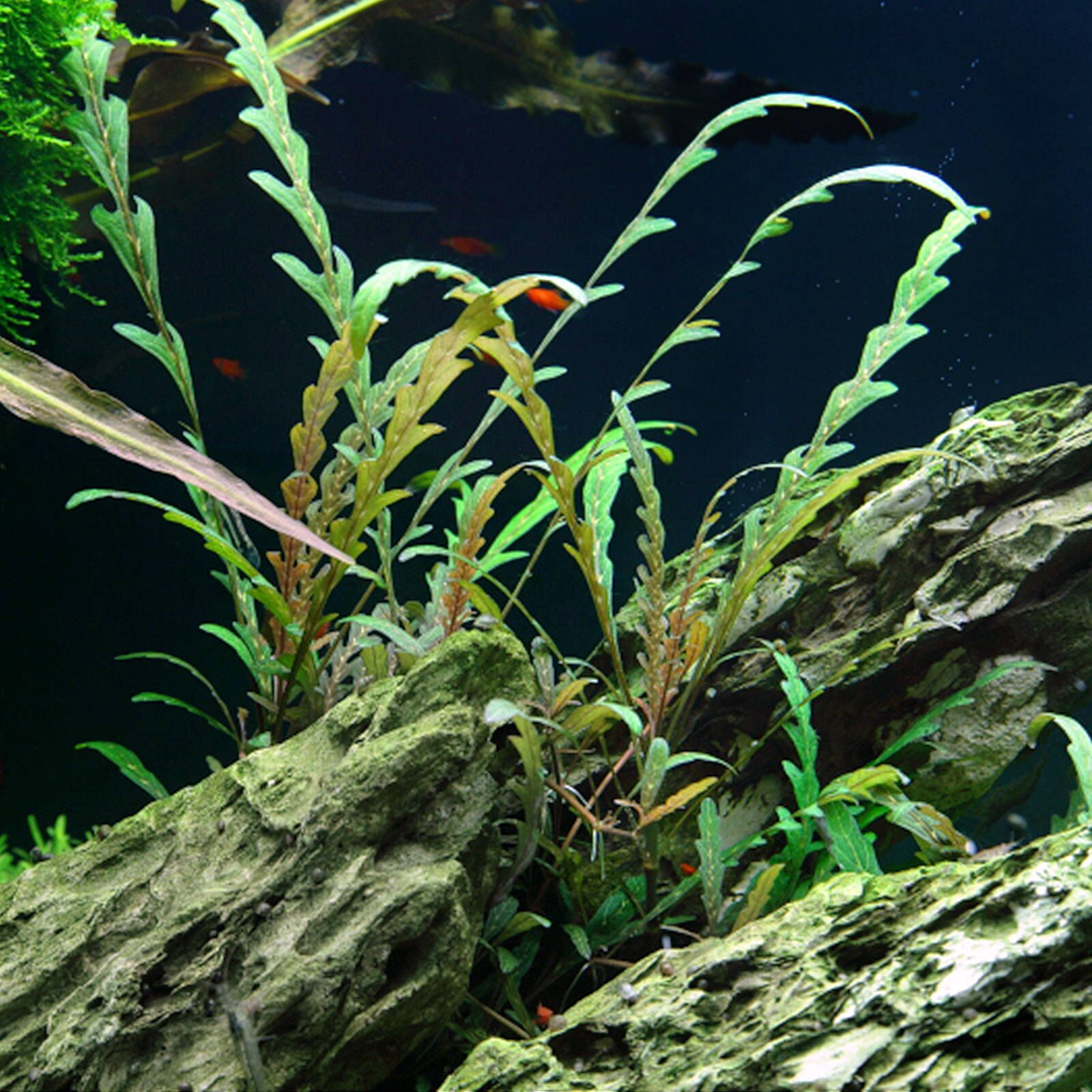 گیاه آبزی آکواریوم پلنت هیگروفلیا پیناتیفیدا Hygrophila Pinnatifida(پک 3 شاخه)