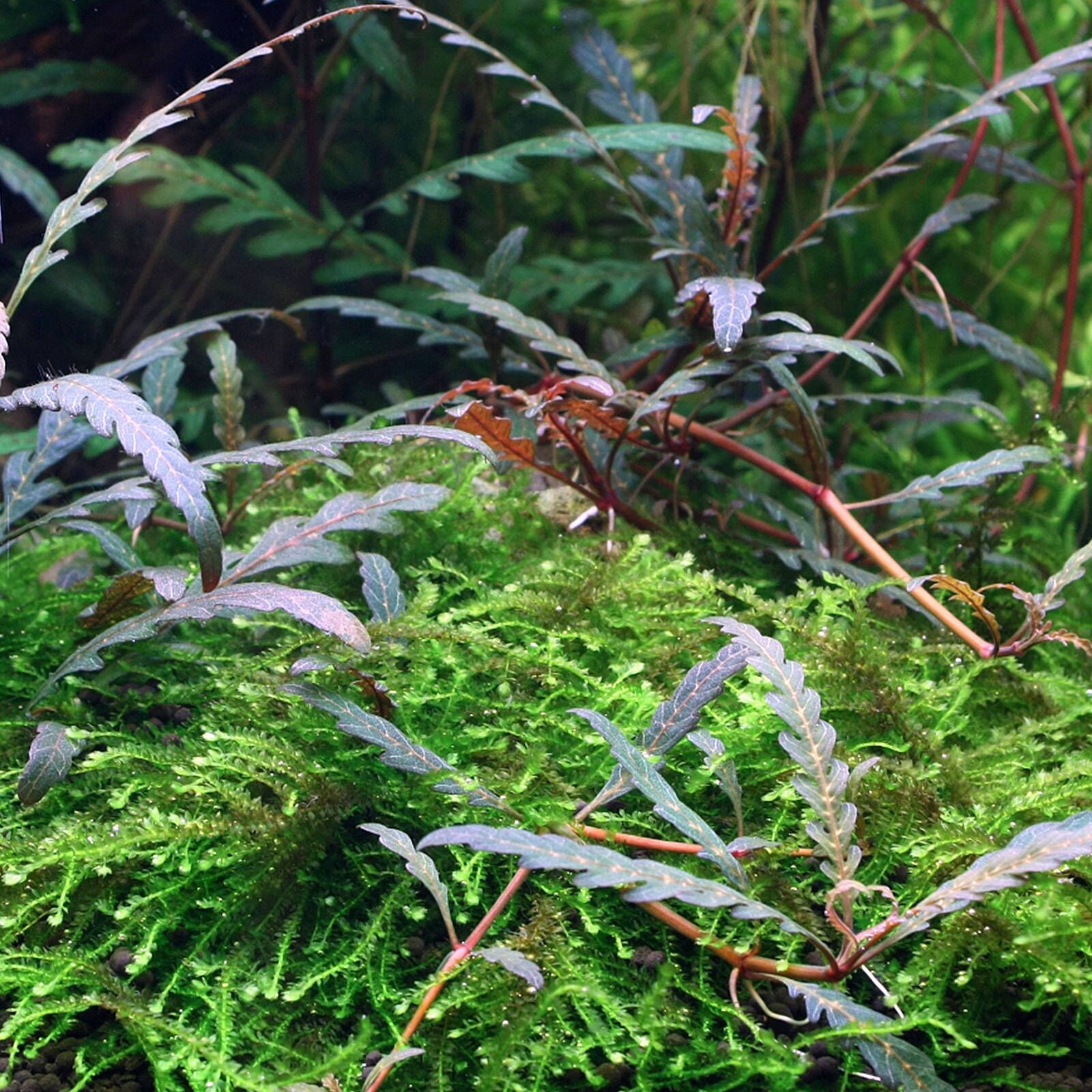 گیاه آبزی آکواریوم پلنت هیگروفلیا پیناتیفیدا Hygrophila Pinnatifida(پک 3 شاخه)
