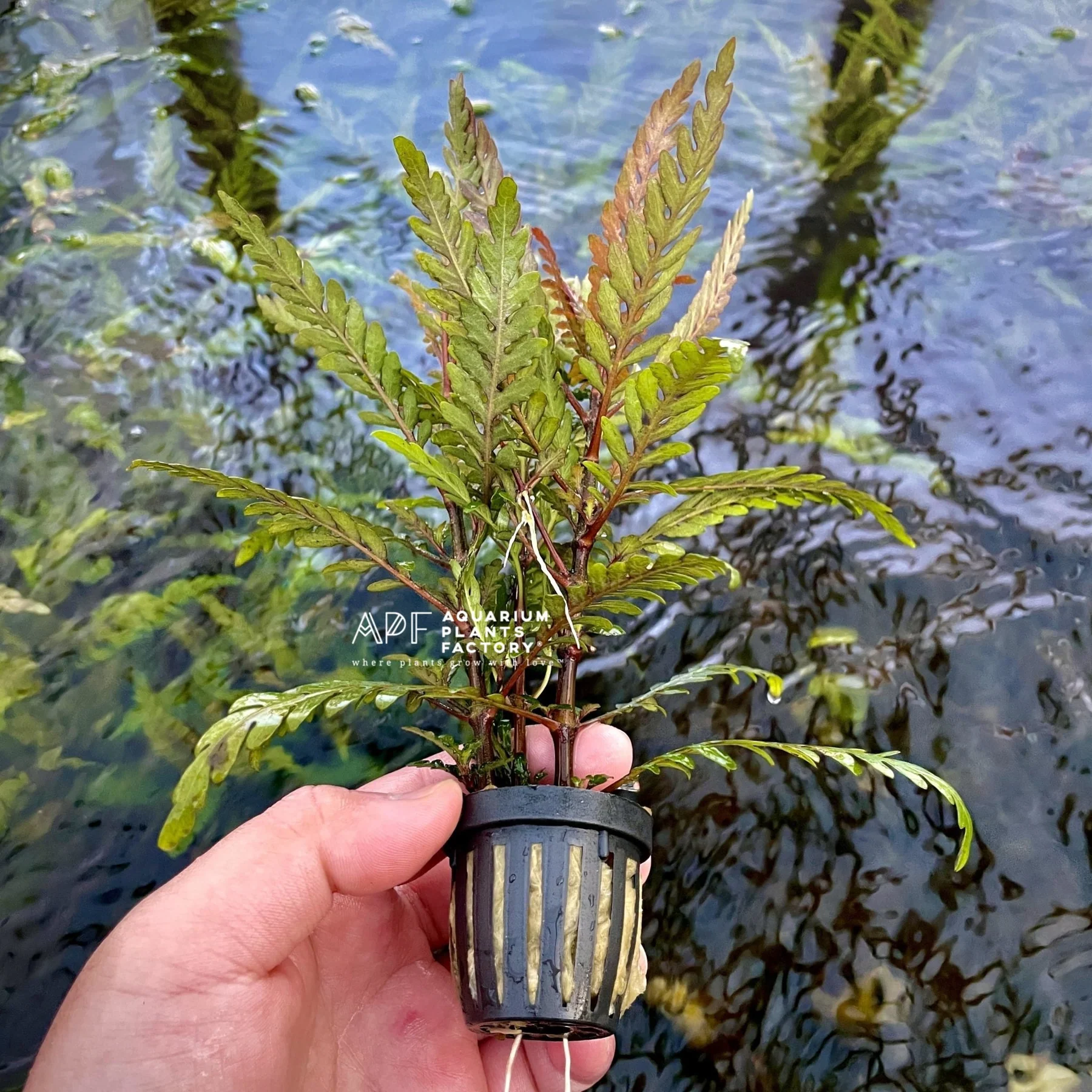 گیاه آبزی آکواریوم پلنت هیگروفلیا پیناتیفیدا Hygrophila Pinnatifida(پک 3 شاخه)