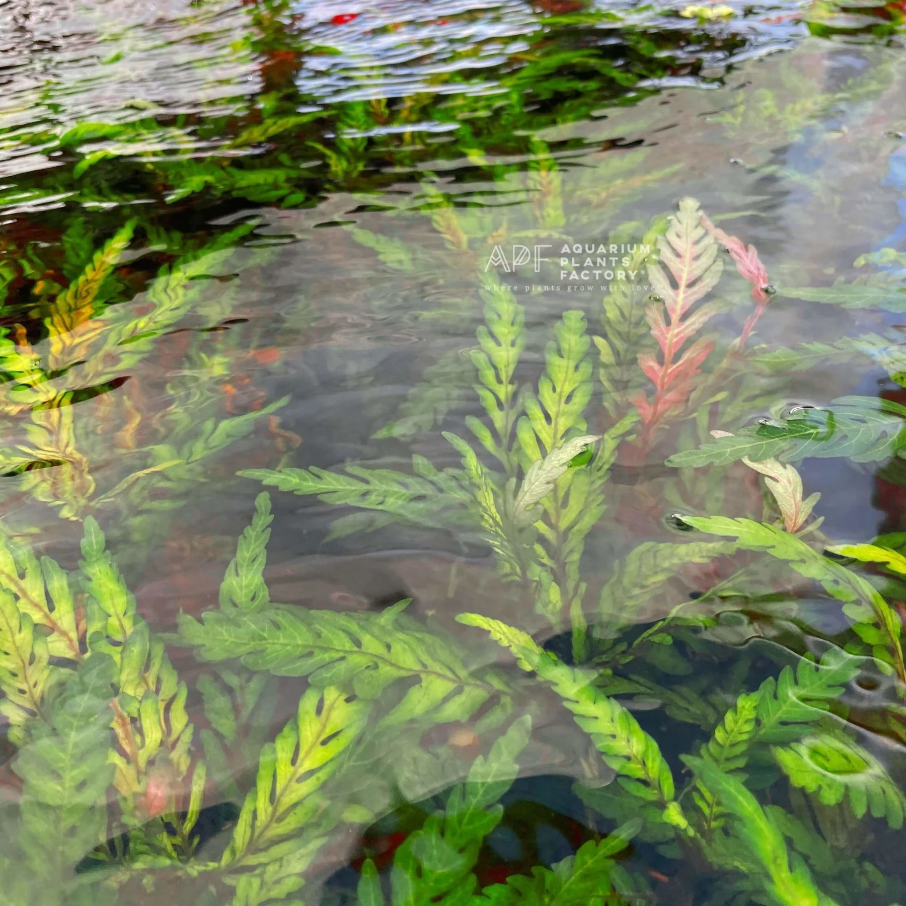 گیاه آبزی آکواریوم پلنت هیگروفلیا پیناتیفیدا Hygrophila Pinnatifida(پک 3 شاخه)