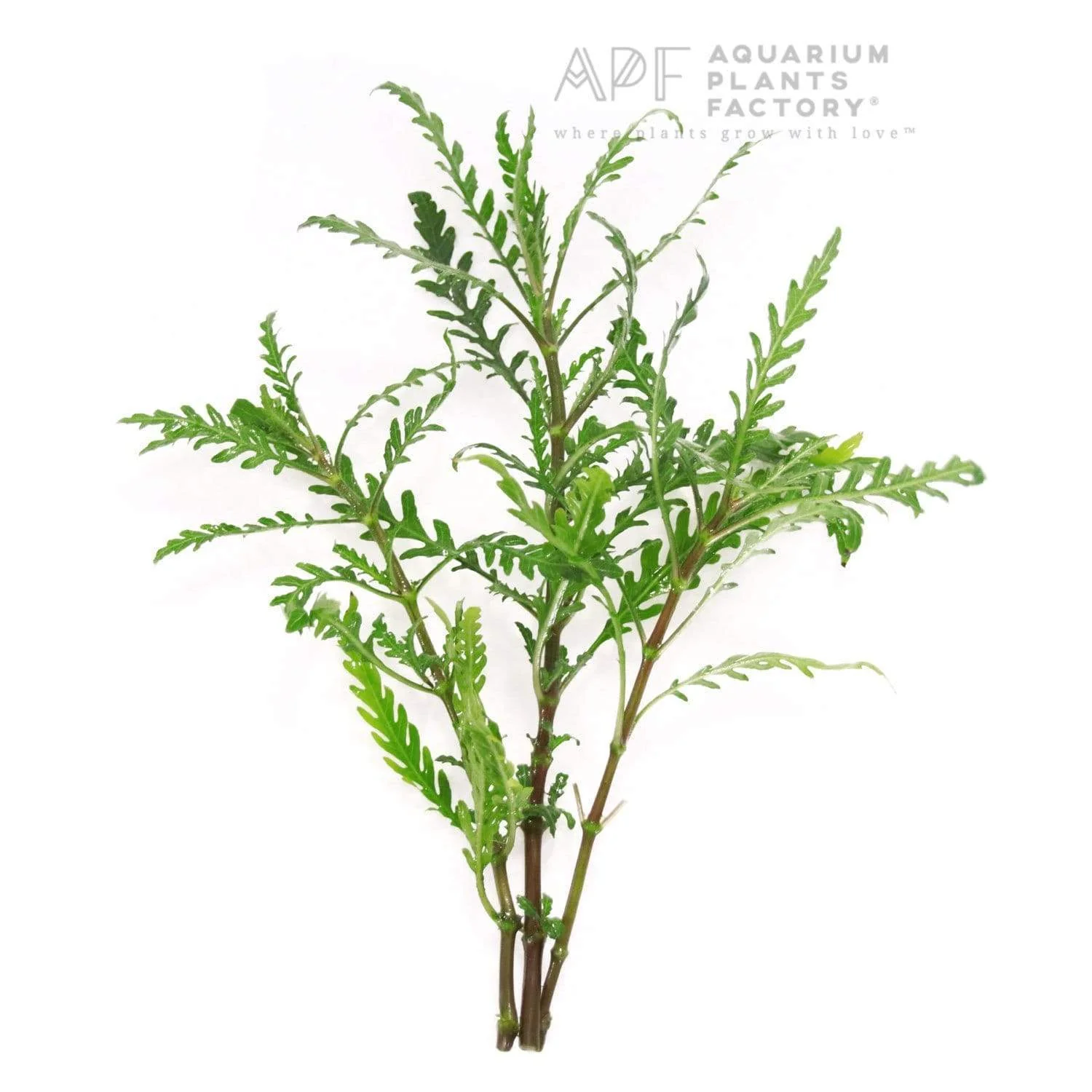گیاه آبزی آکواریوم پلنت هیگروفلیا پیناتیفیدا Hygrophila Pinnatifida(پک 3 شاخه)