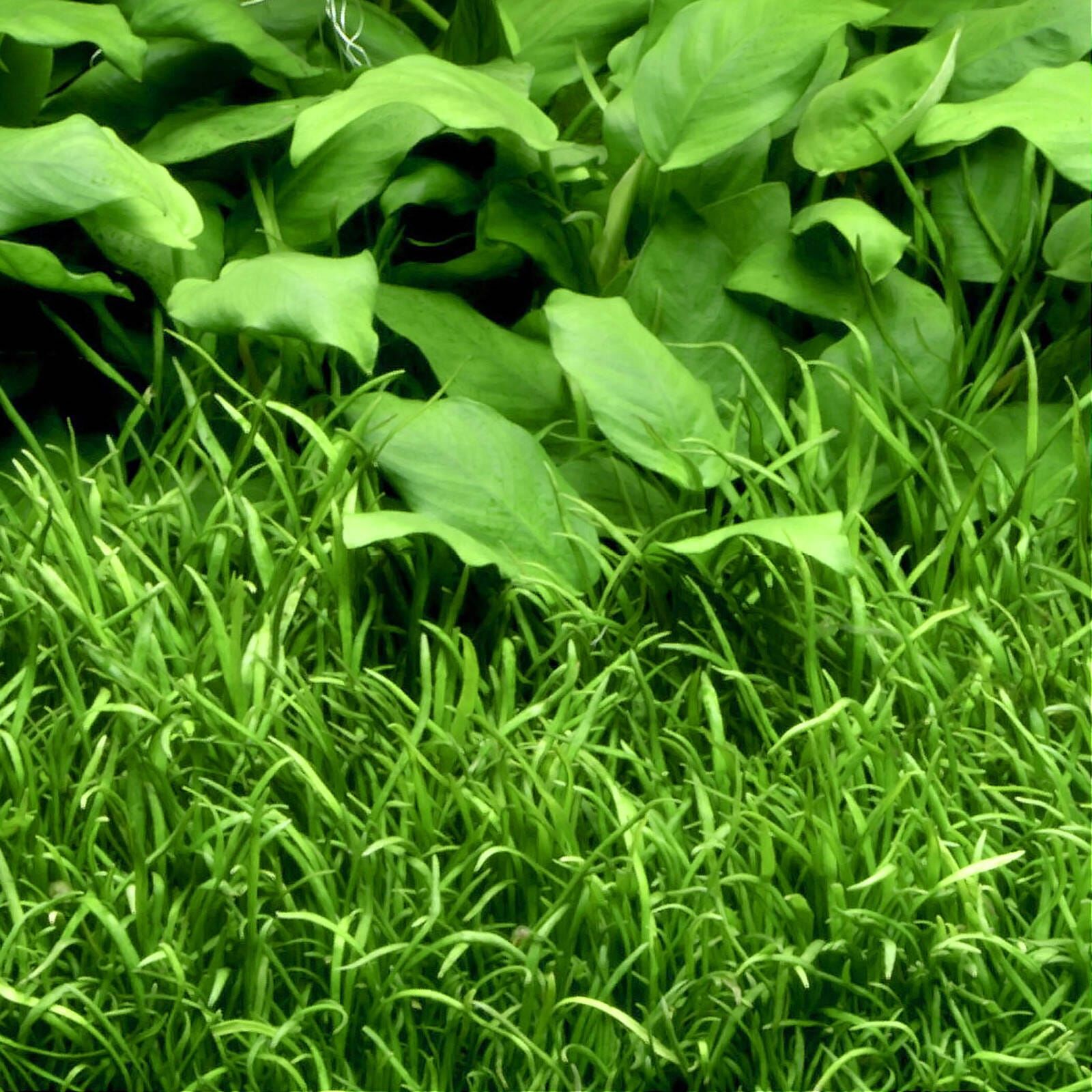 گیاه آبزی آکواریوم پلنت چمن برزیلی کوتوله  Lilaeopsis brasiliensis