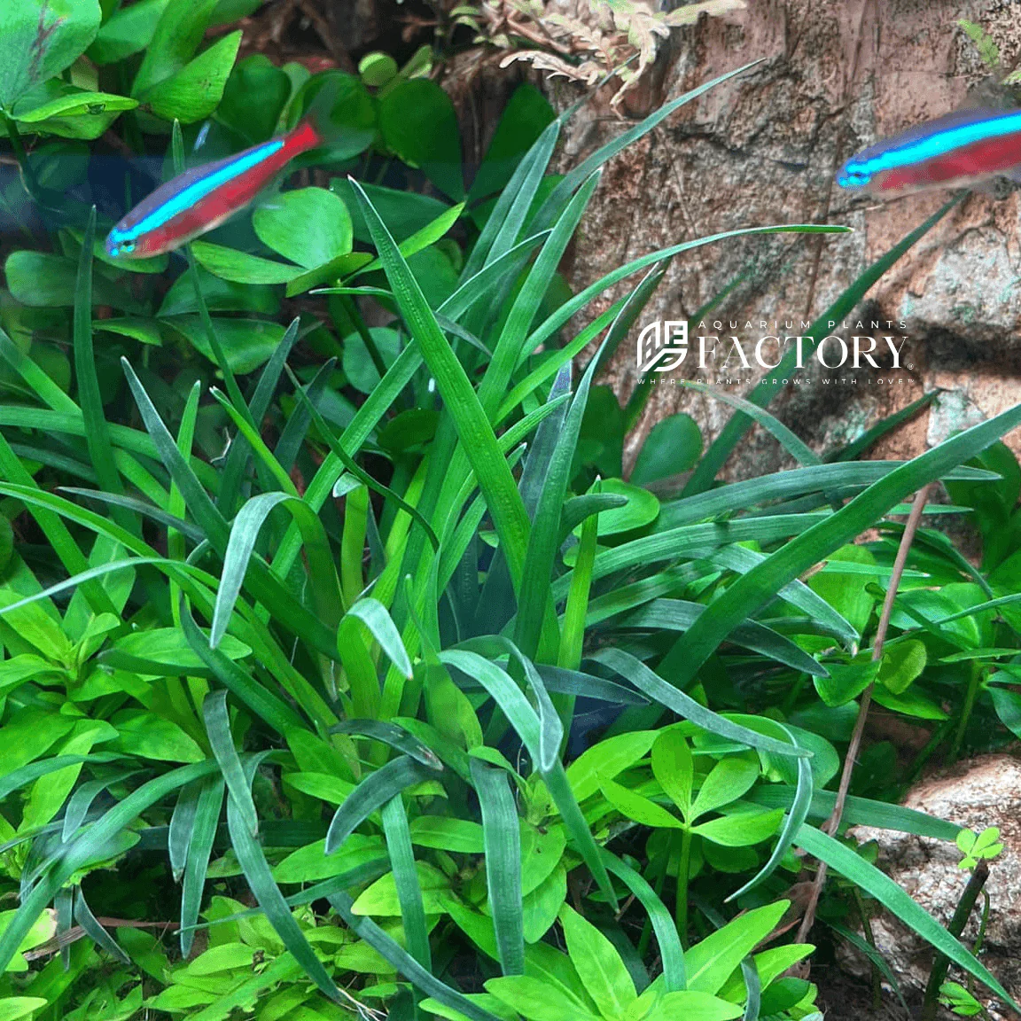 گیاه آبزی آکواریوم پلنت اریوکالن ویتنام Eriocaulon sp. Vietnam