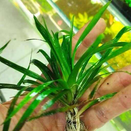 گیاه آبزی آکواریوم پلنت اریوکالن ویتنام Eriocaulon sp. Vietnam