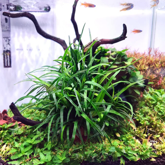 گیاه آبزی آکواریوم پلنت اریوکالن ویتنام Eriocaulon sp. Vietnam