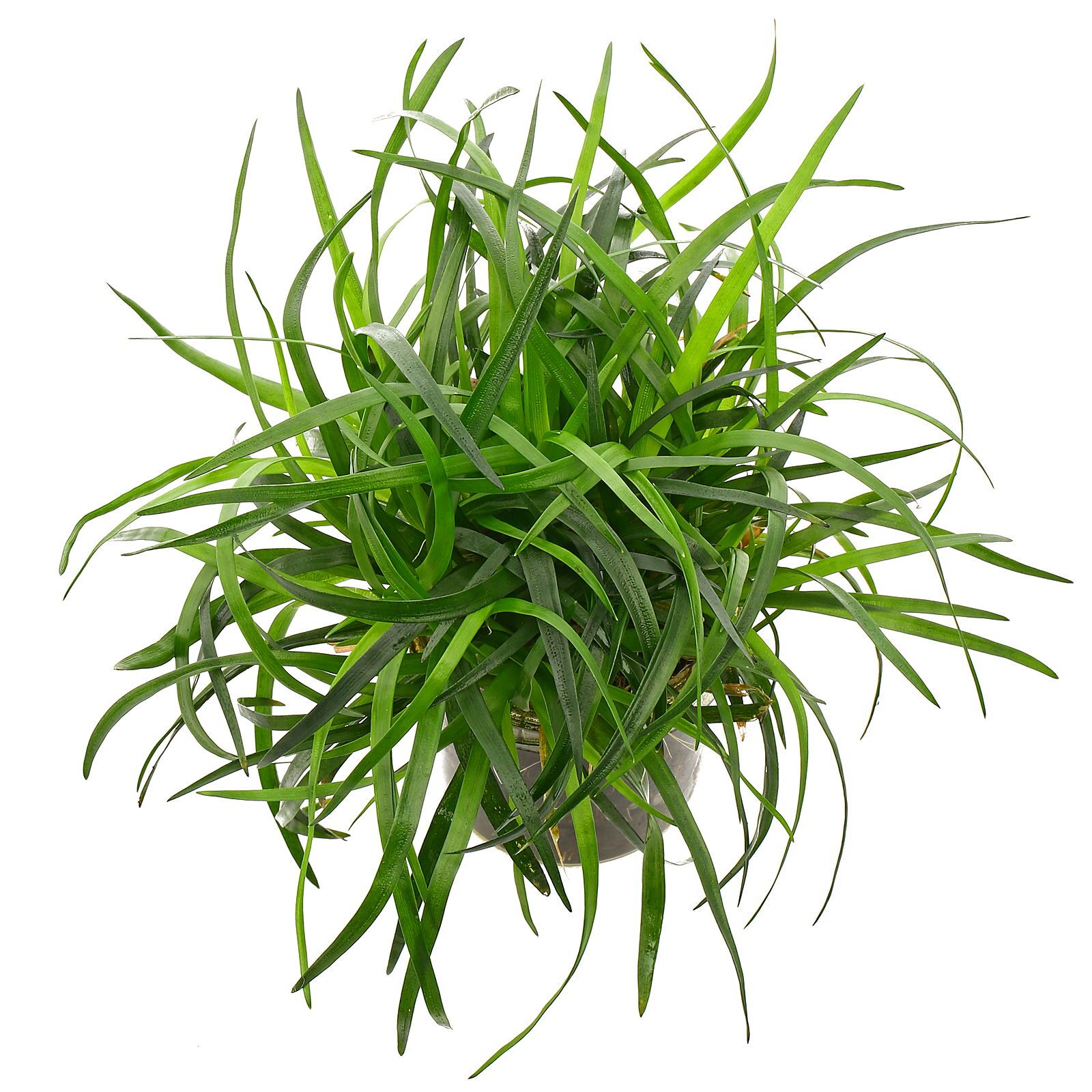 گیاه آبزی آکواریوم پلنت اریوکالن ویتنام Eriocaulon sp. Vietnam
