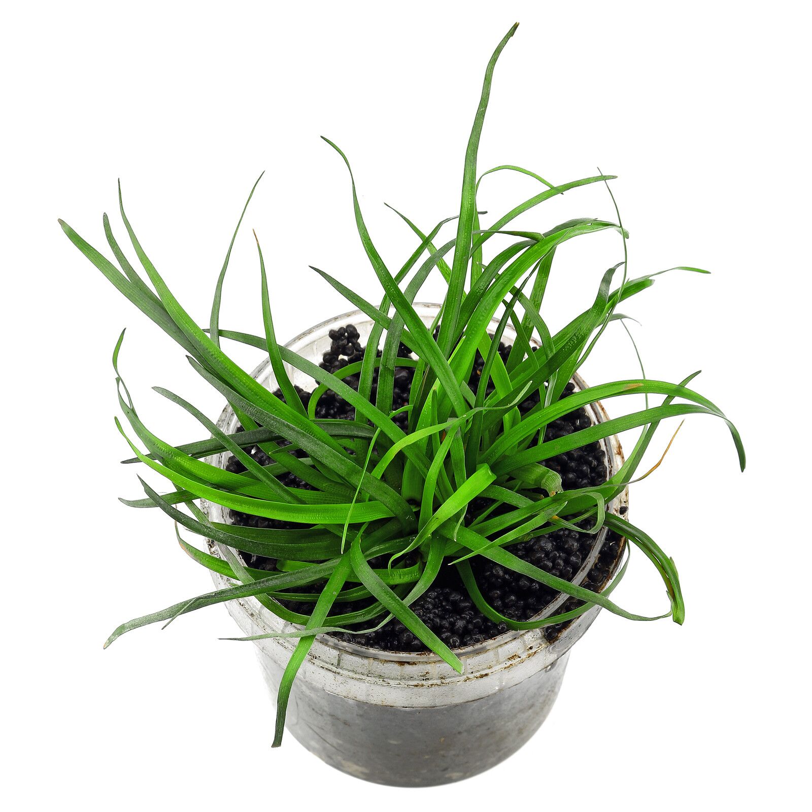 گیاه آبزی آکواریوم پلنت اریوکالن ویتنام Eriocaulon sp. Vietnam