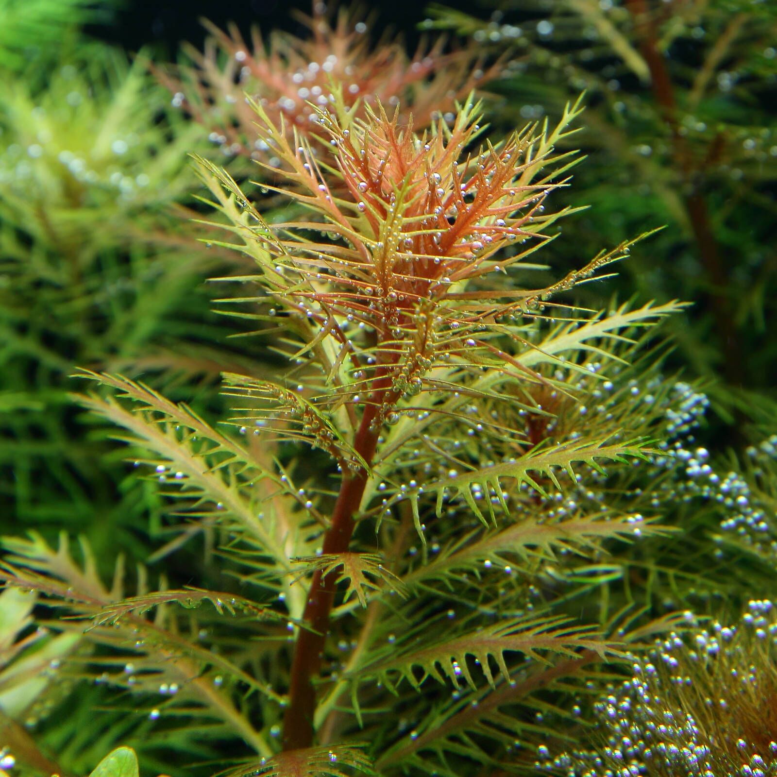 گیاه آبزی آکواریوم پلنت پروسرپیناکا پالوستریسProserpinaca palustris( پک 3 شاخه)