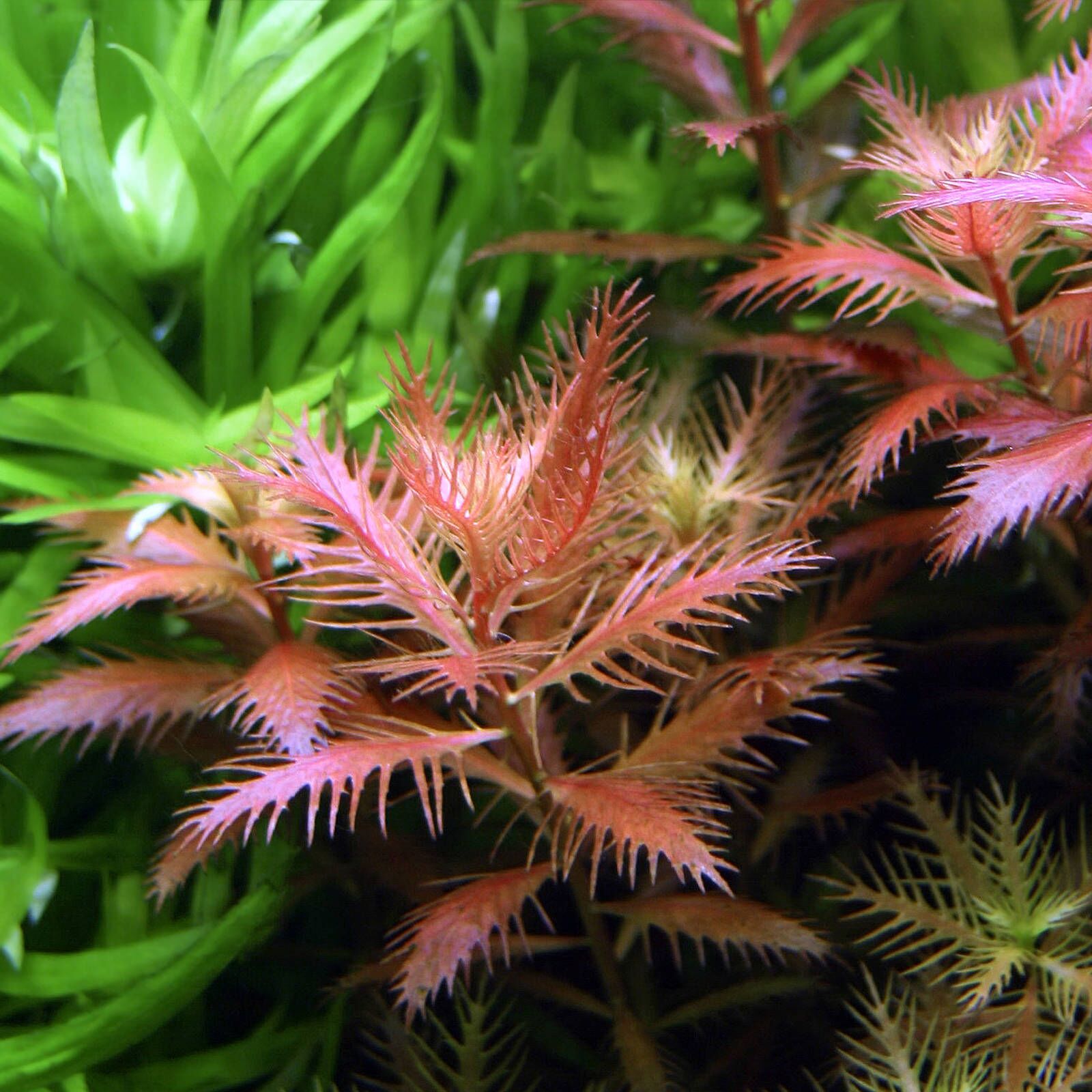 گیاه آبزی آکواریوم پلنت پروسرپیناکا پالوستریسProserpinaca palustris( پک 3 شاخه)