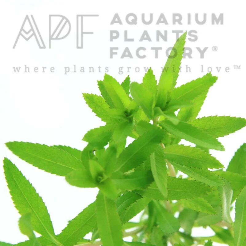 گیاه آبزی آکواریوم پلنت پروسرپیناکا پالوستریسProserpinaca palustris( پک 3 شاخه)