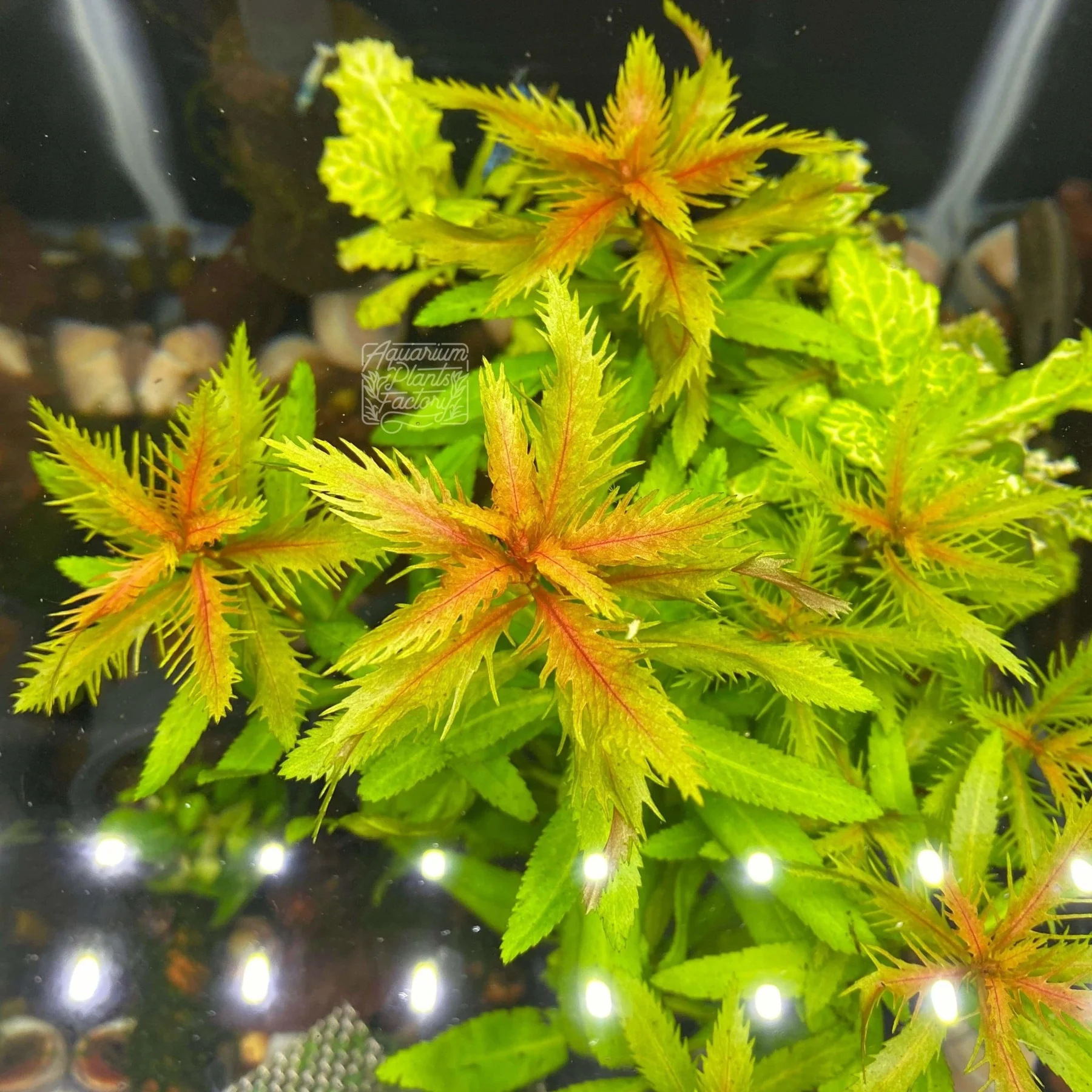 گیاه آبزی آکواریوم پلنت پروسرپیناکا پالوستریسProserpinaca palustris( پک 3 شاخه)