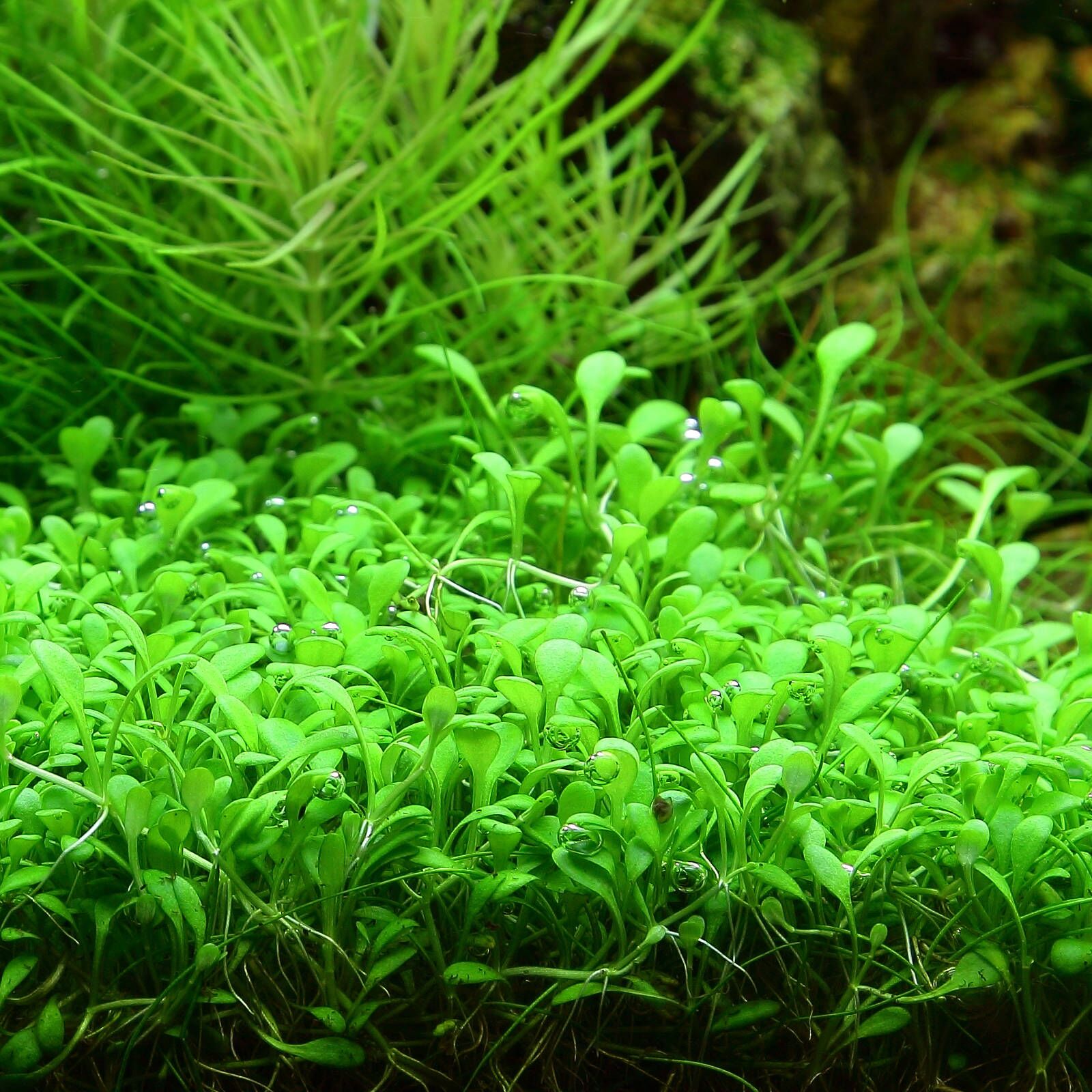 گیاه آبزی آکواریوم پلنت چمن گلوسو  Glossostigma elatinoides