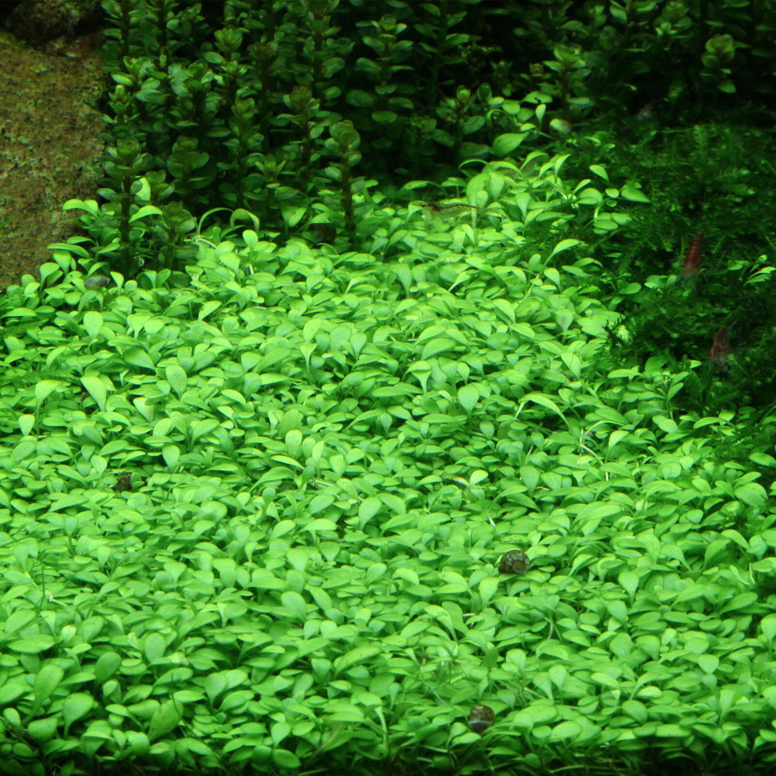 گیاه آبزی آکواریوم پلنت چمن گلوسو  Glossostigma elatinoides