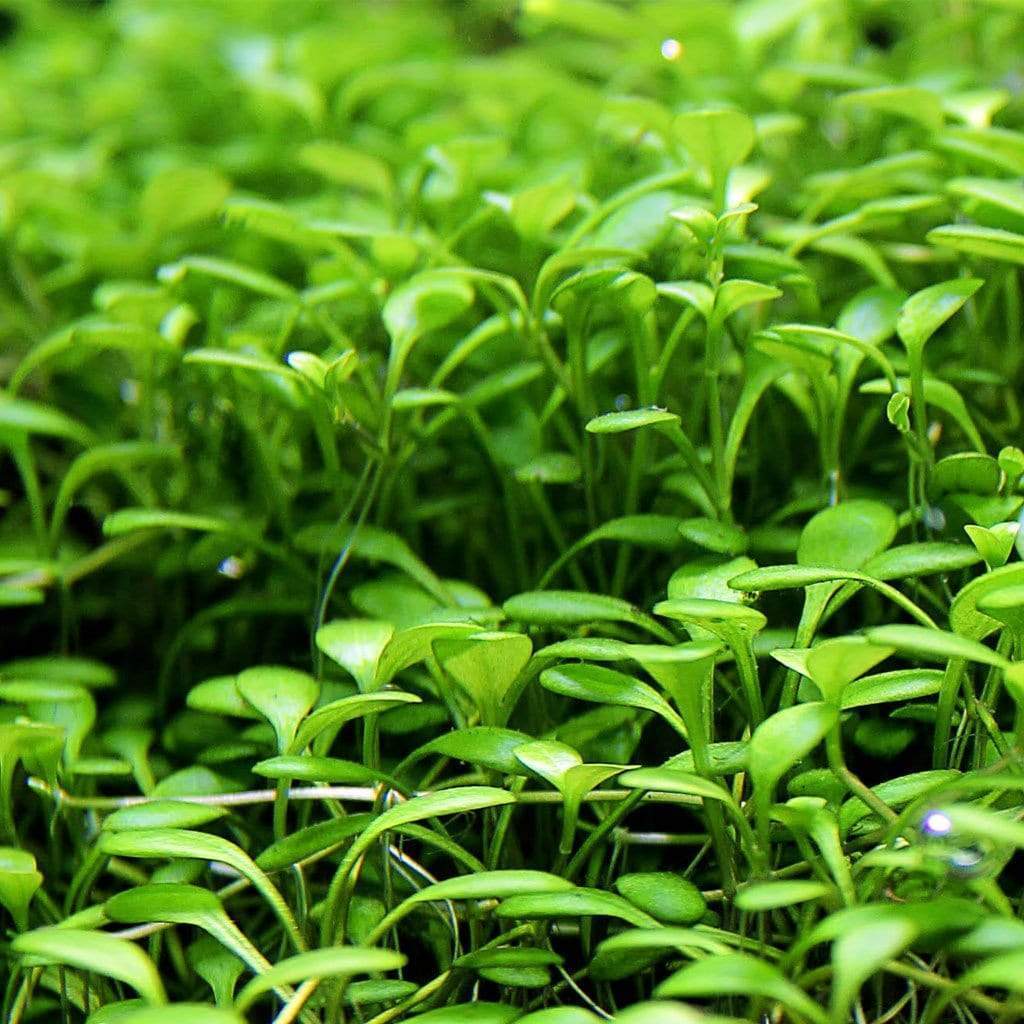 گیاه آبزی آکواریوم پلنت چمن گلوسو  Glossostigma elatinoides