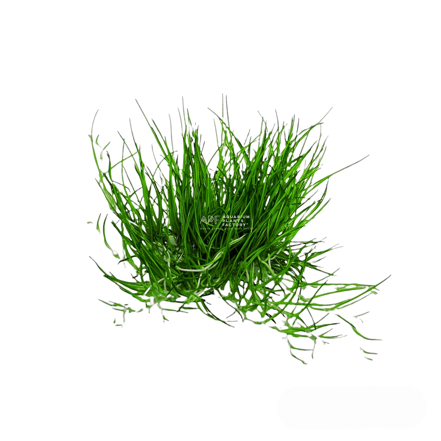 گیاه آبزی آکواریوم پلنت چمن مویی کوتوله Eleocharis sp