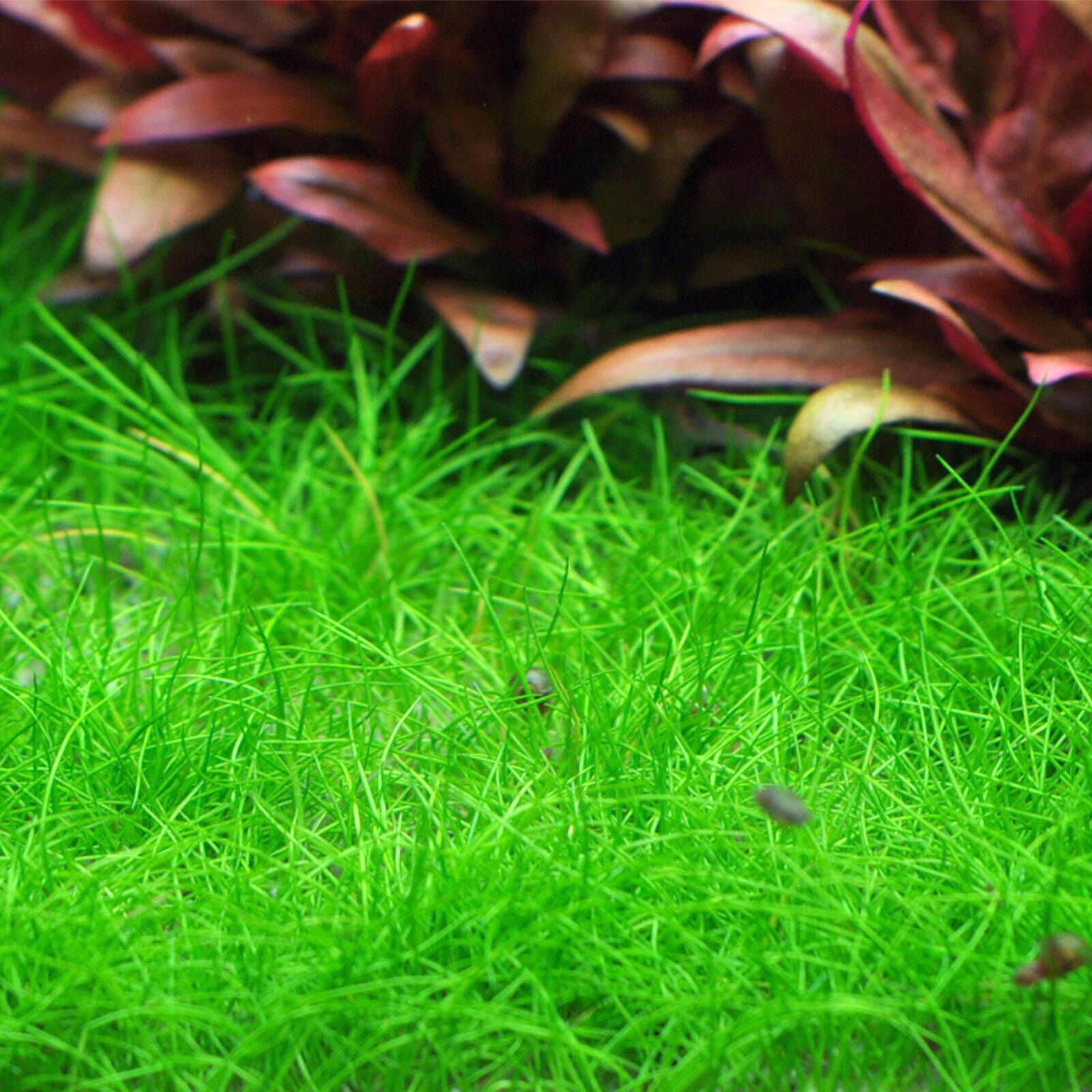 گیاه آبزی آکواریوم پلنت چمن مویی کوتوله Eleocharis sp