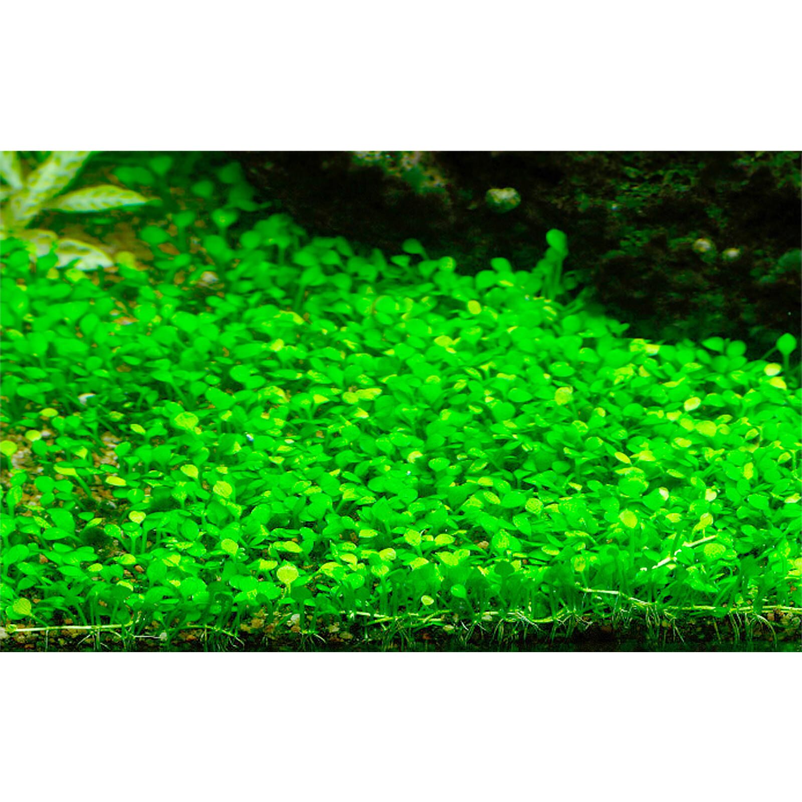 گیاه آبزی آکواریوم پلنت چمن مارسیلیا Marsilea crenata