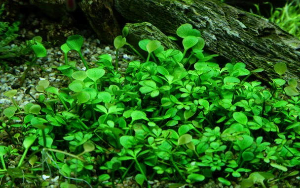 گیاه آبزی آکواریوم پلنت چمن مارسیلیا Marsilea crenata