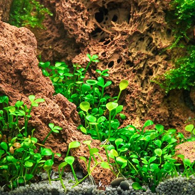 گیاه آبزی آکواریوم پلنت چمن مارسیلیا Marsilea crenata
