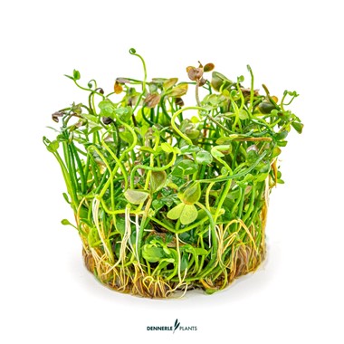 گیاه آبزی آکواریوم پلنت چمن مارسیلیا Marsilea crenata