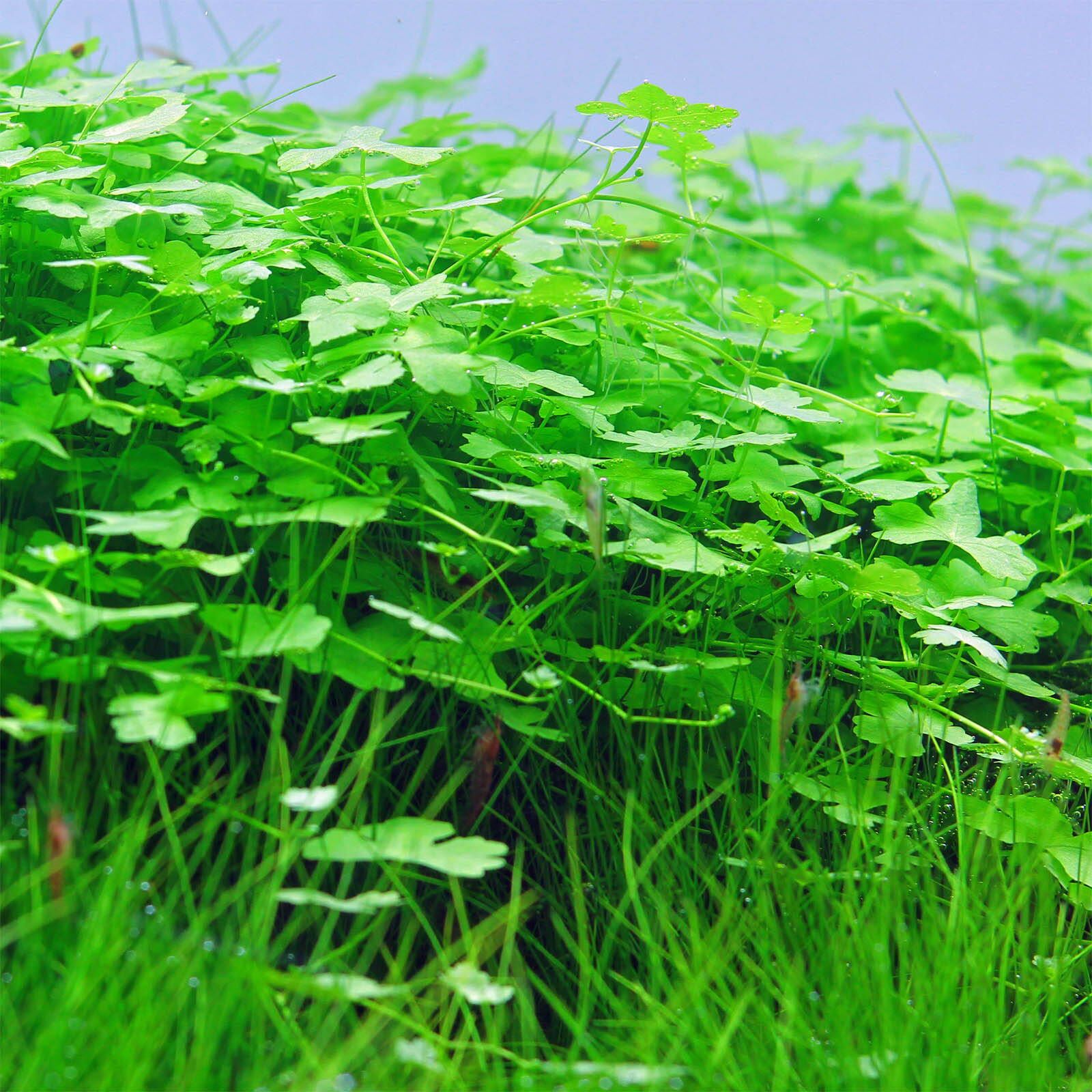 گیاه آبزی آکواریوم پلنت چمن مارش Hydrocotyle Tripartita