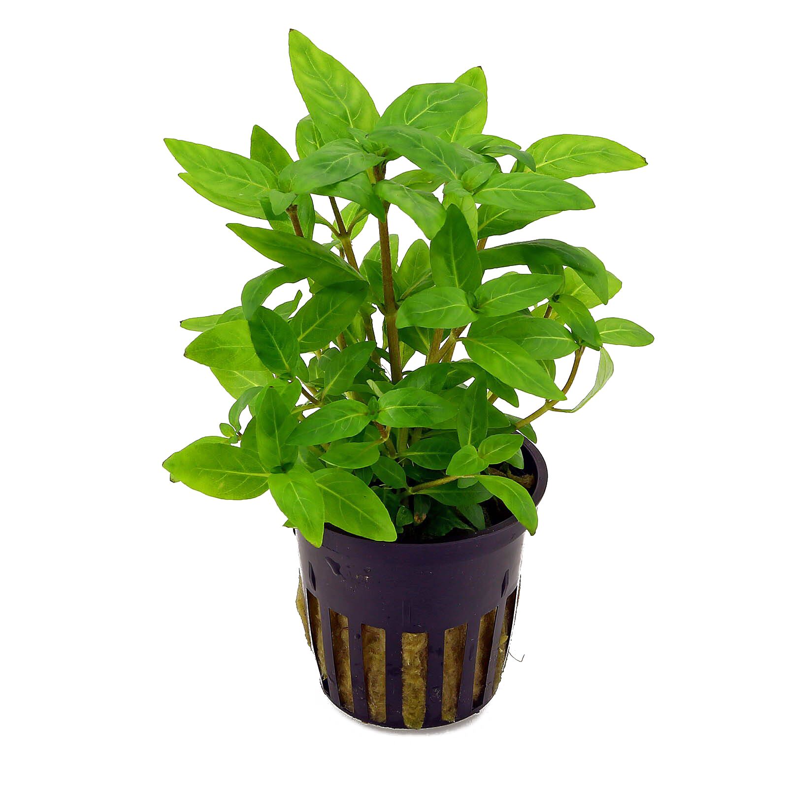 گیاه آبزی آکواریوم پلنت استروژن Staurogyne repens (پک 4 شاخه)