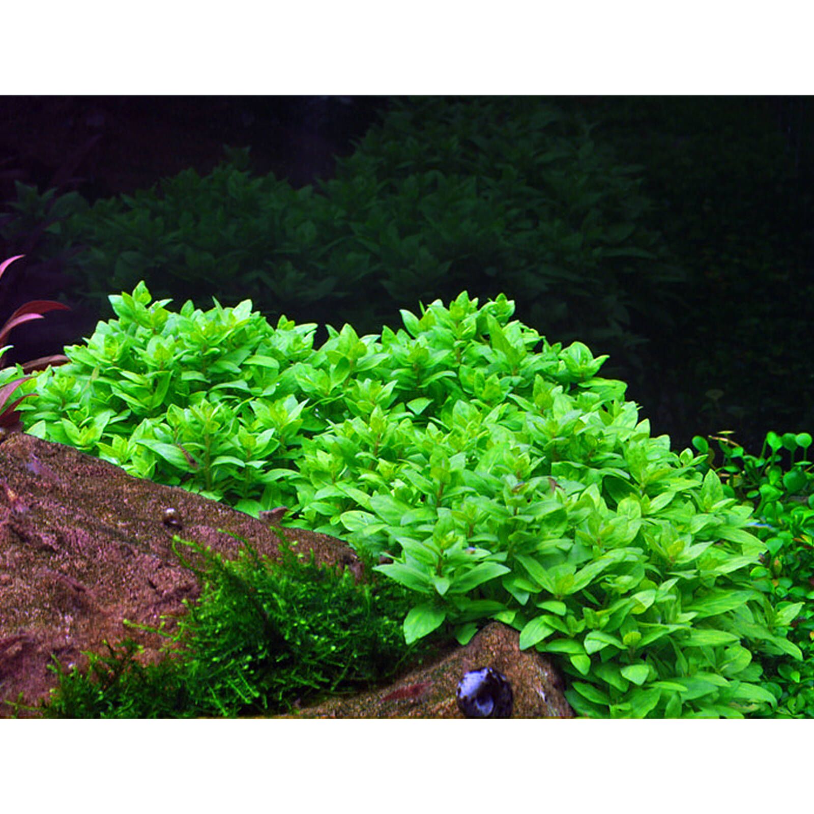 گیاه آبزی آکواریوم پلنت استروژن Staurogyne repens (پک 4 شاخه)