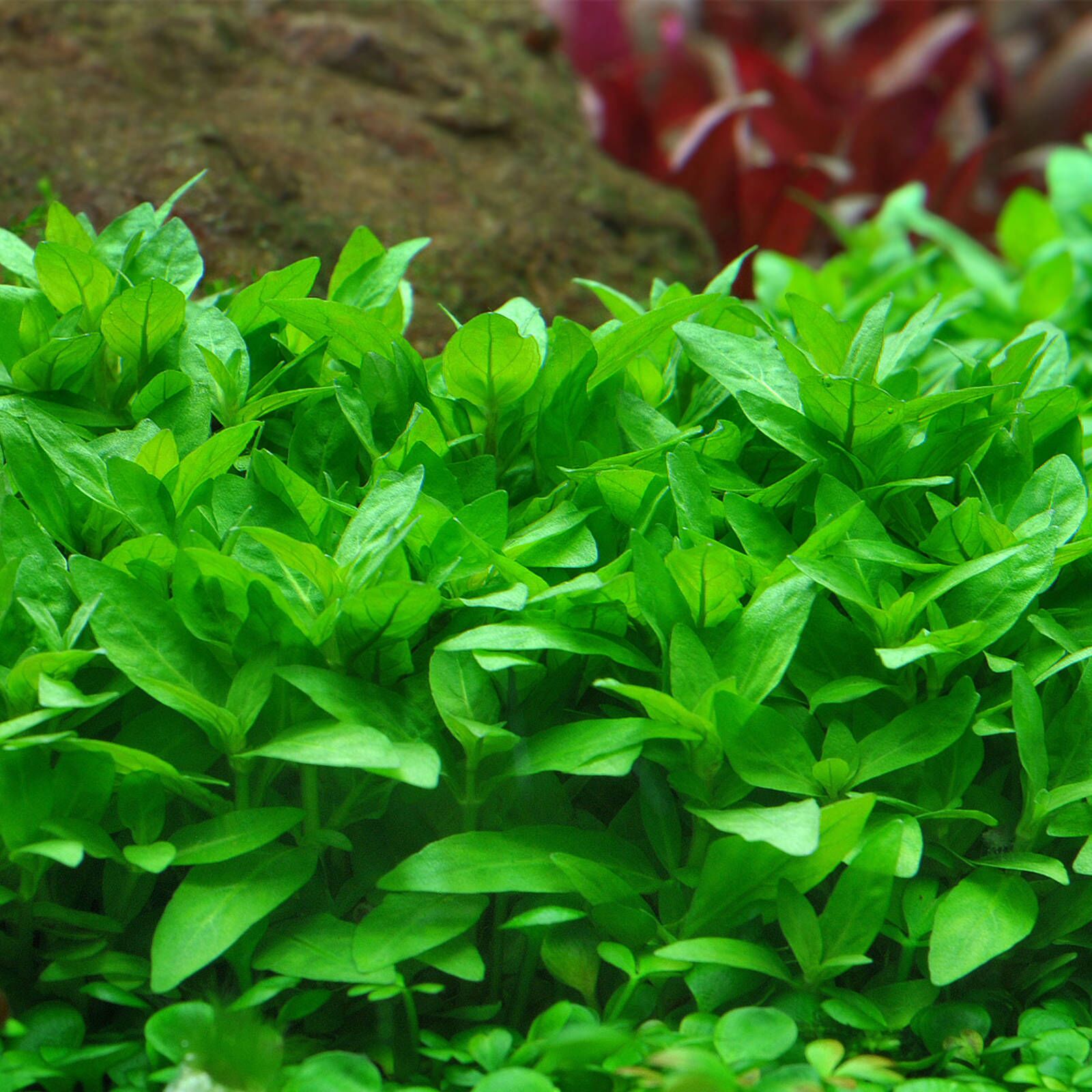 گیاه آبزی آکواریوم پلنت استروژن Staurogyne repens (پک 4 شاخه)