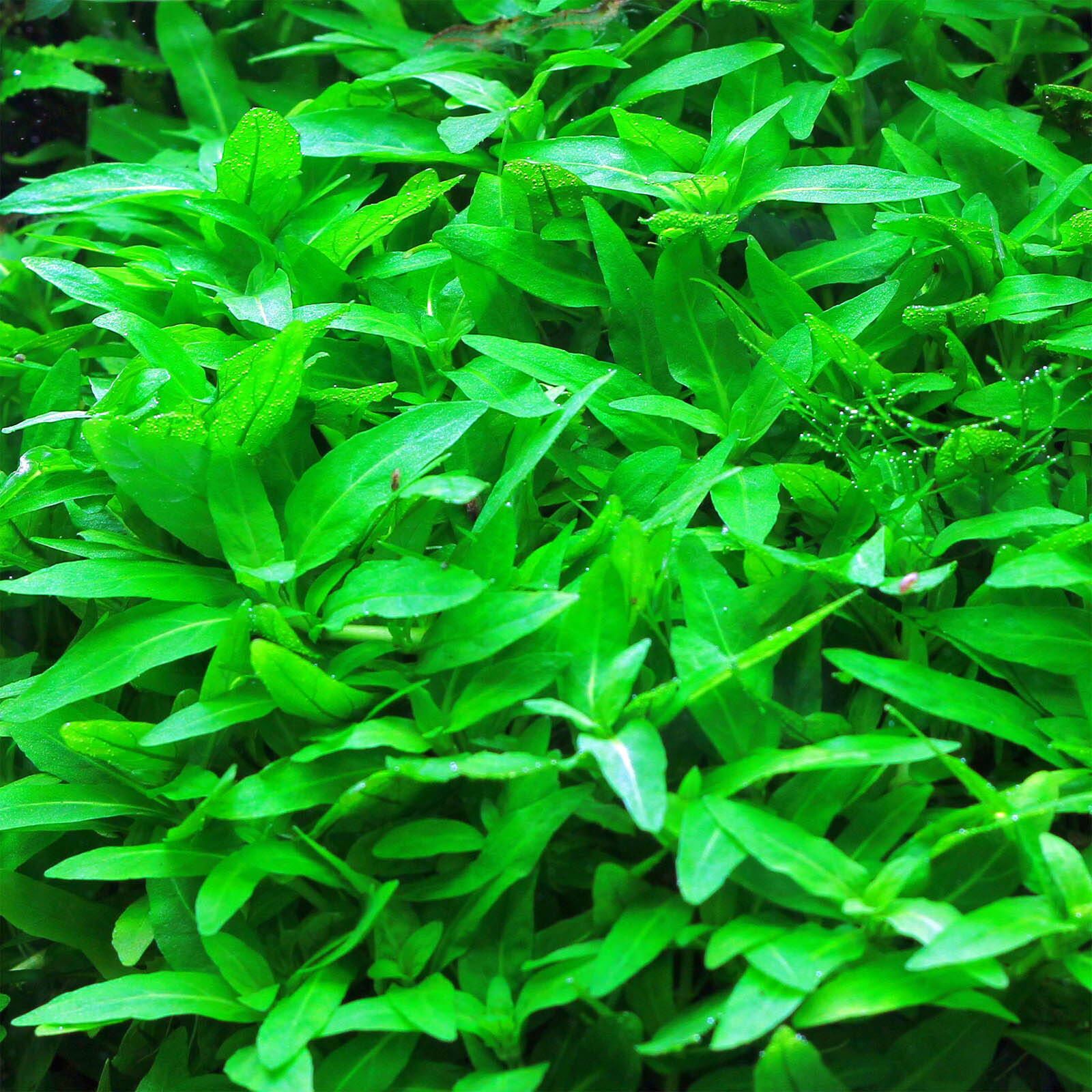 گیاه آبزی آکواریوم پلنت استروژن Staurogyne repens (پک 4 شاخه)