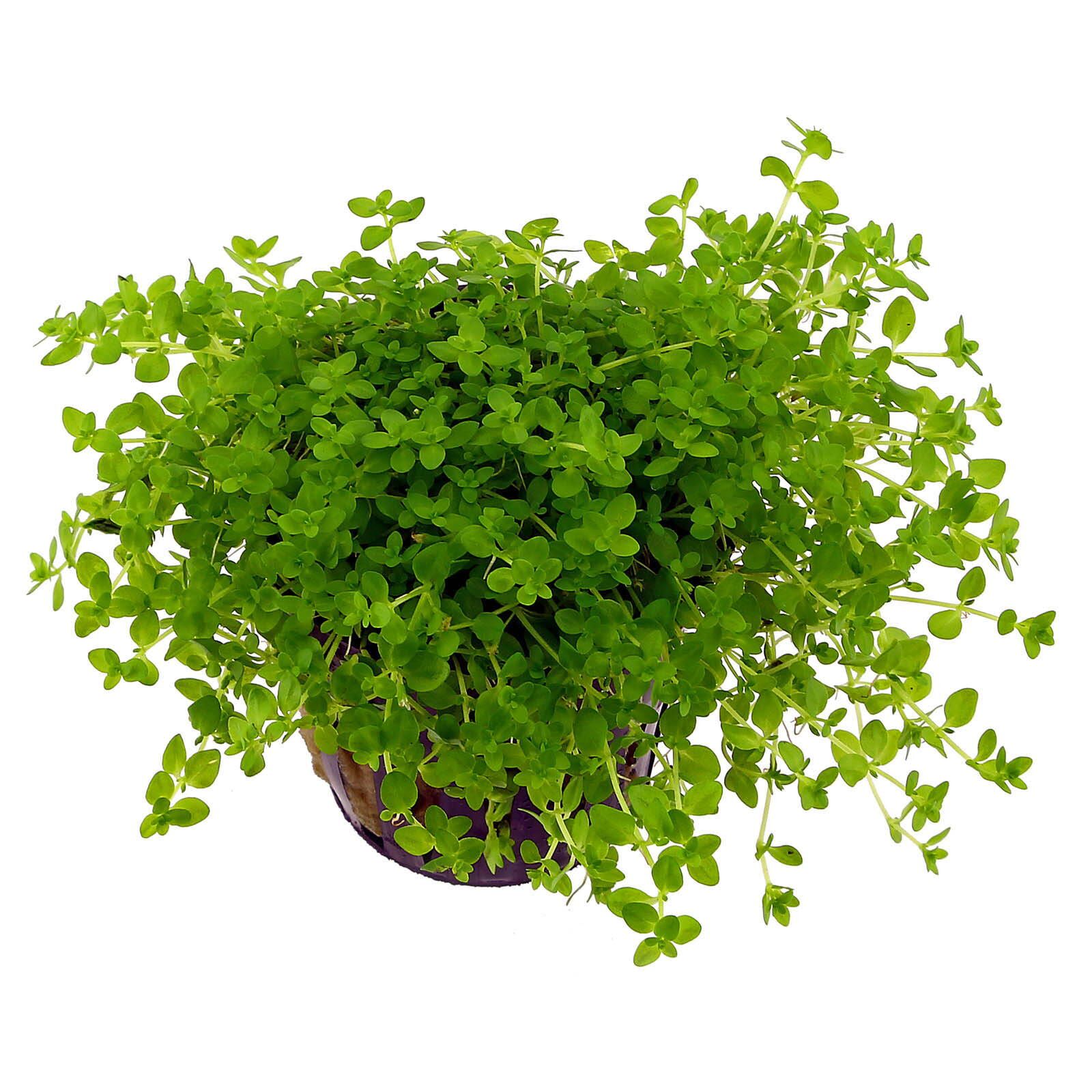 گیاه آبزی آکواریوم پلنت همیانتوس علف مرواریدی Hemianthus glomeratus
